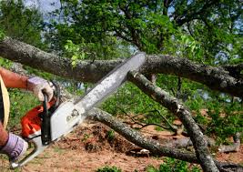 Best Stump Grinding and Removal  in Nichols Hills, OK