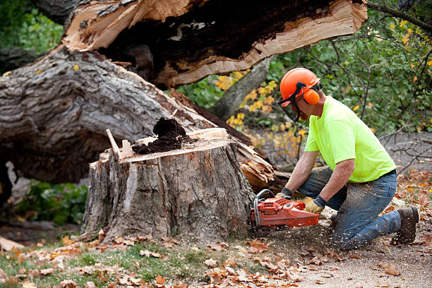 Best Tree Preservation Services  in Nichols Hills, OK